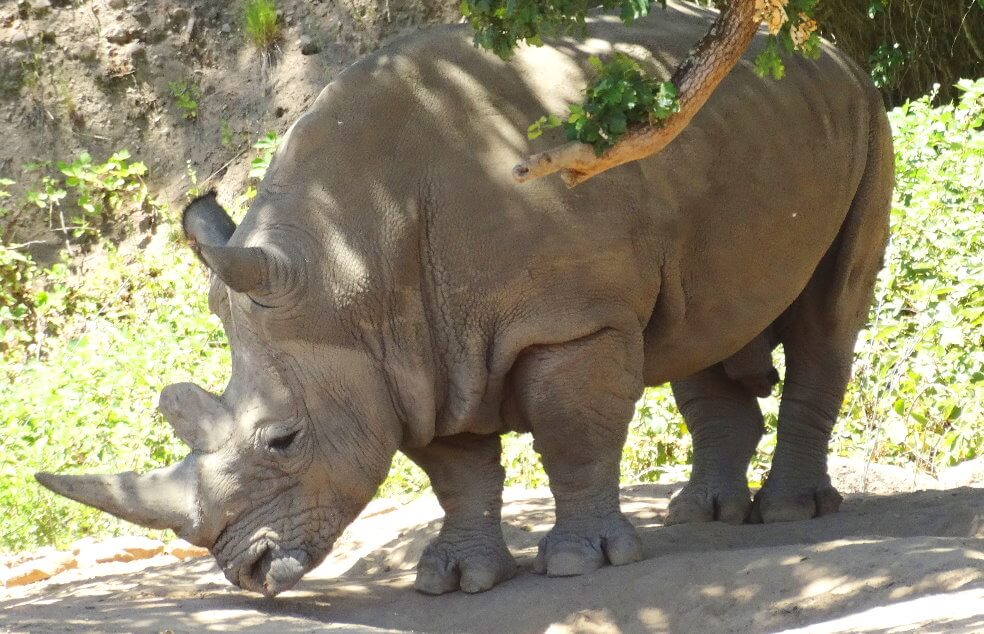 -Rhino-Safari-west-Sonoma.jpeg