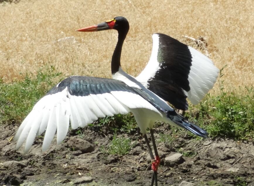 Animal-Park-Zoo-Safari-west-Sonoma.jpeg