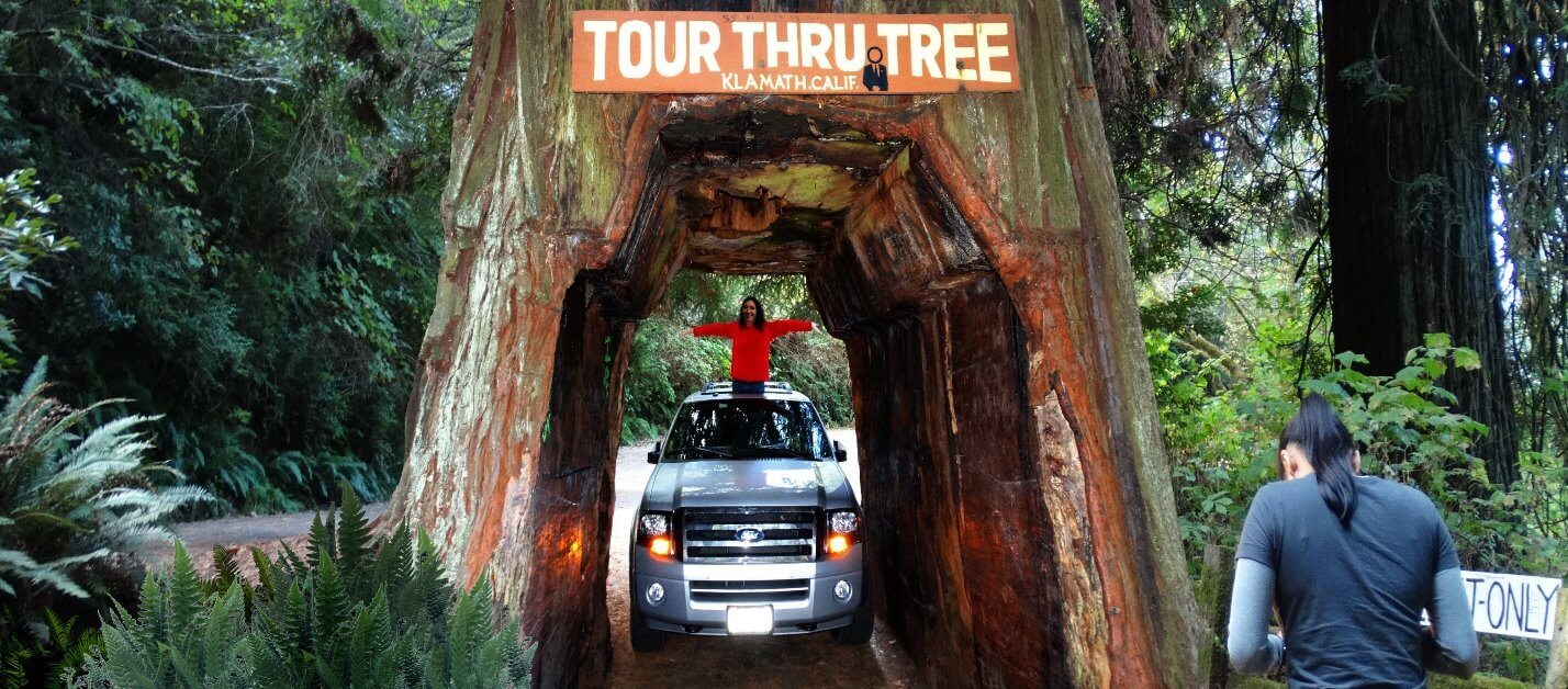 Tour-the-Avenue-of-the-Giants