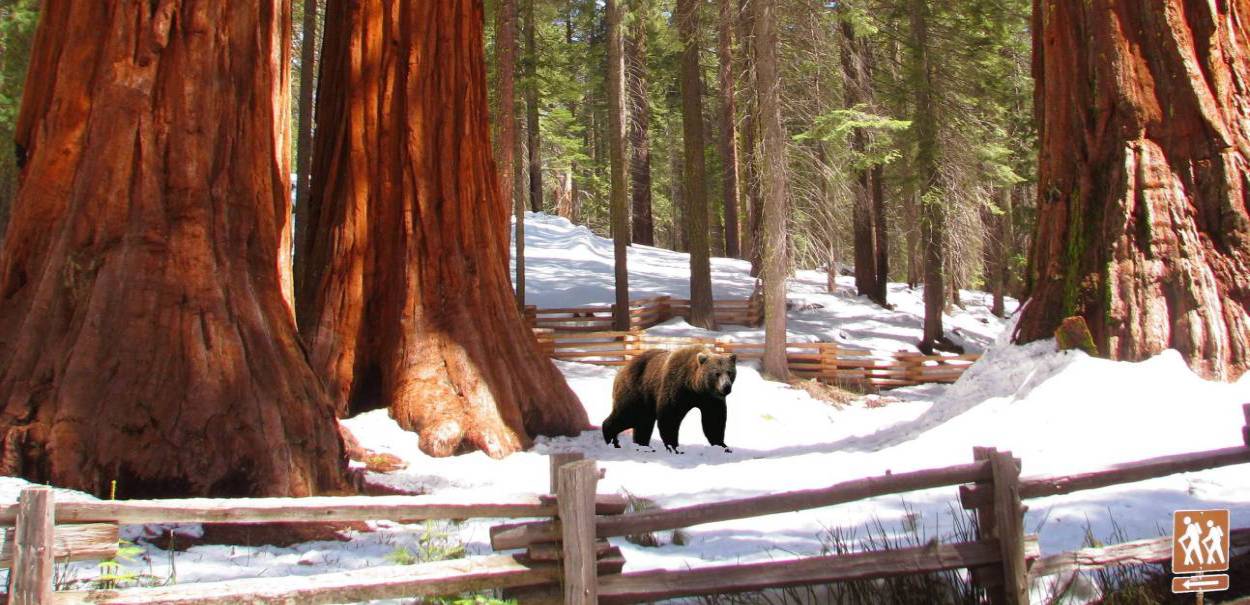 Yosemite-Giant-Sequoias