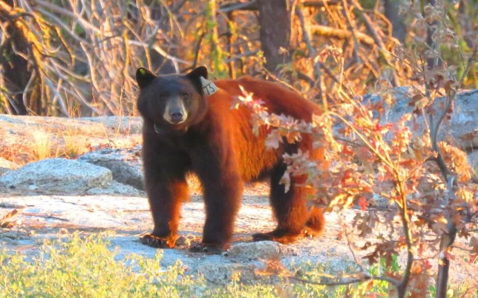 bears-yosemite-ourse-oso-bar-wild-animals-min.jpg