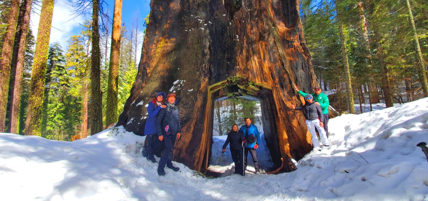 giant_sequoia_trees__hike_trail_on_the_snow__in_yosemite_in_winter.jpg