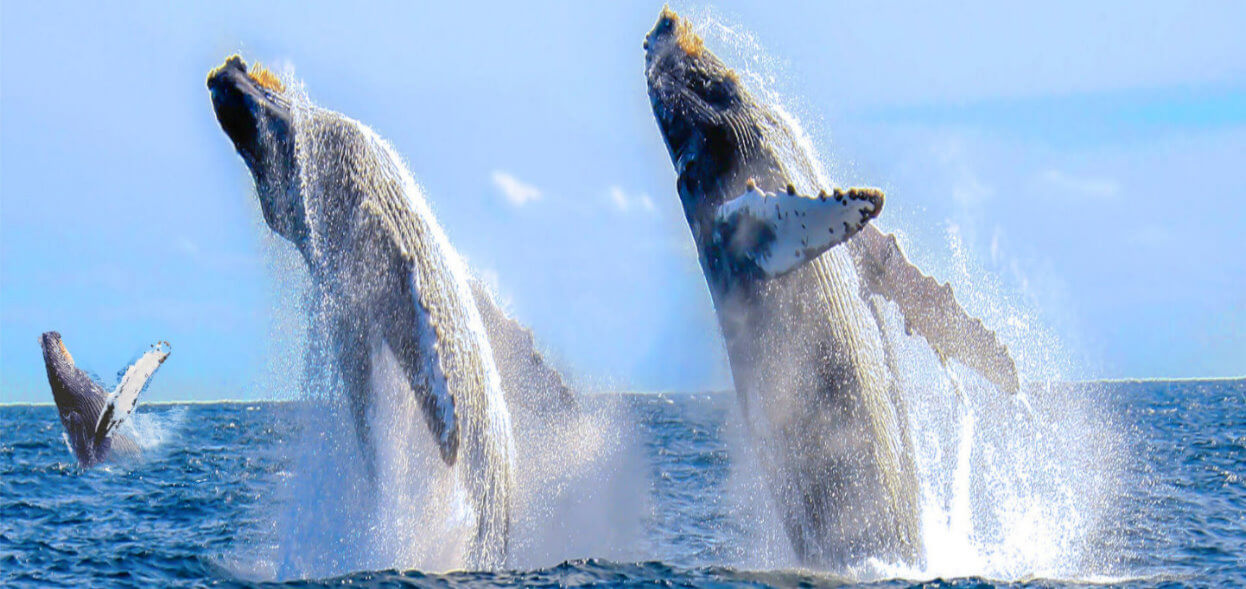 whale_watching-tour_monterey_bay_attractions.jpg