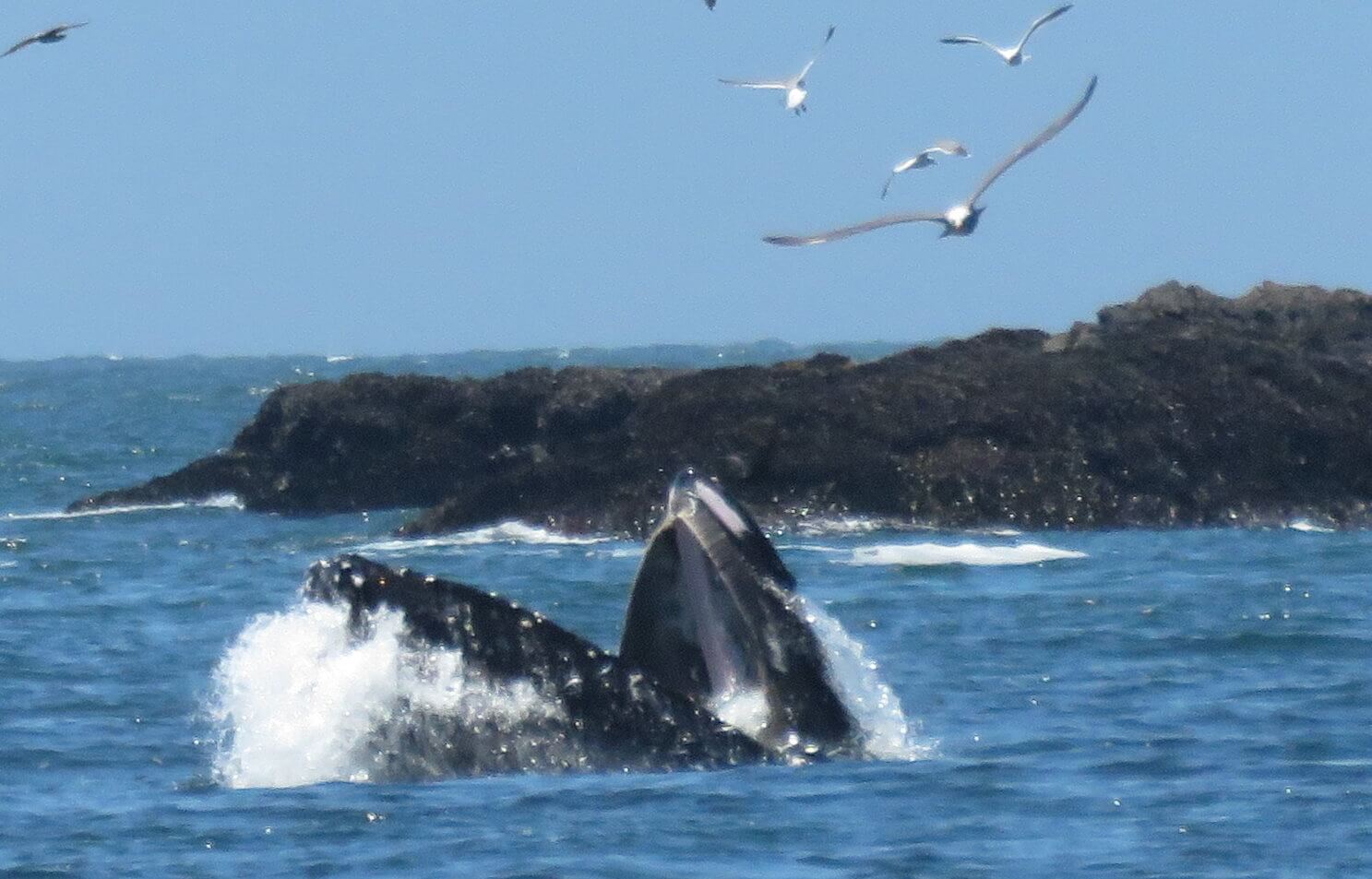 whales.jpg