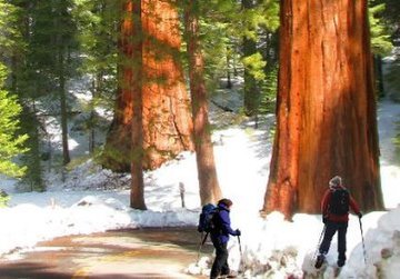 things_to_see_in_Yosemite_park_sightseeing.jpg