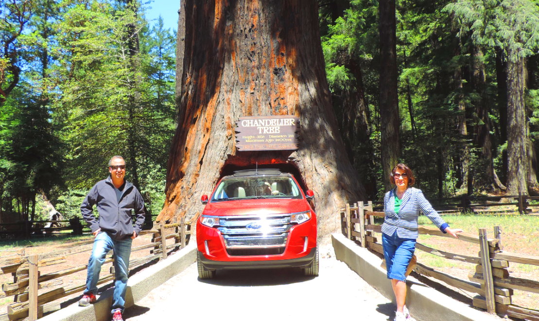 Redwood-National-Park-Tours-from-San-Francisco.jpg